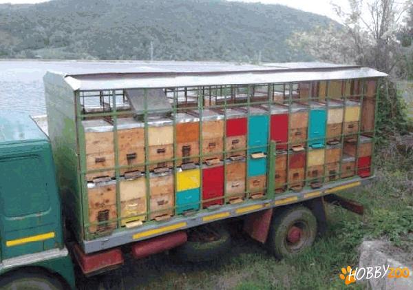 familii de albine in lazi