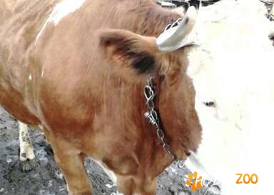 Vaca pentru sacrificat Bretcu