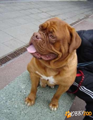 monta dog de bordeaux