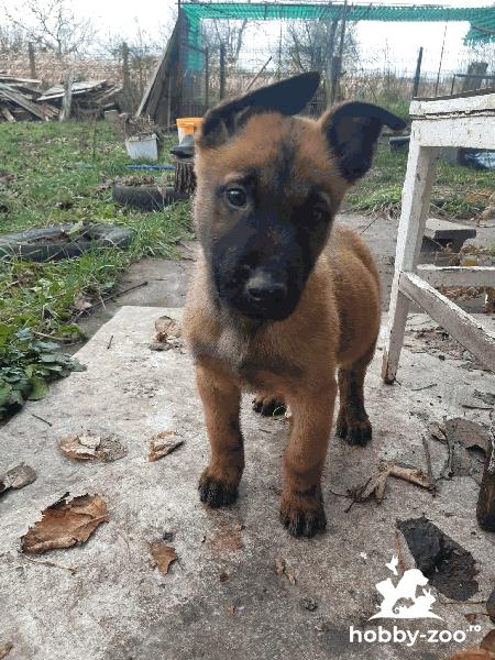 Vand 4 pui Ciobănesc Belgian - 2 luni