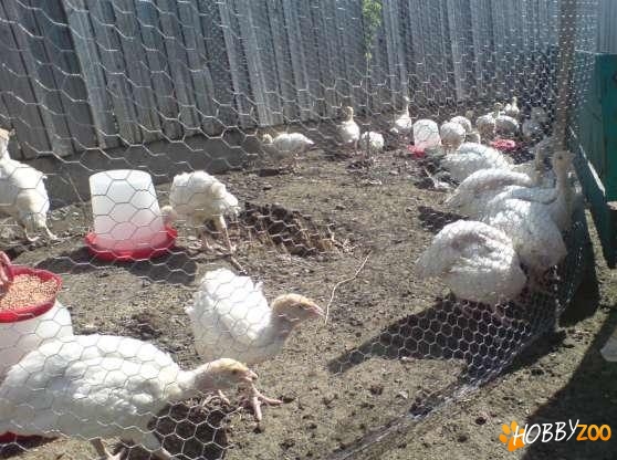 pui de curca rasa de carne