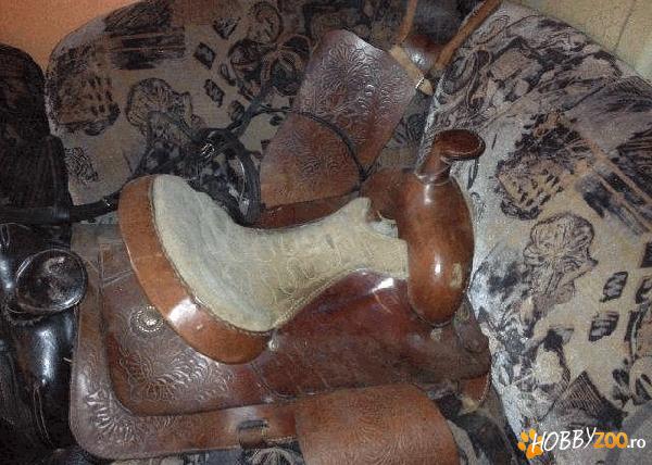 sei americane si englezesti