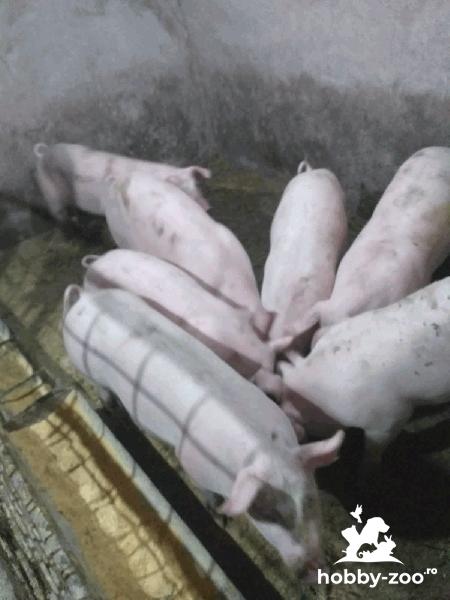 Porci de carne de vanzare . 
