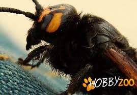 roi de albine cu matci 