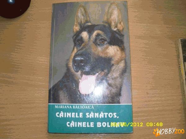 cainele sanatos bolnav