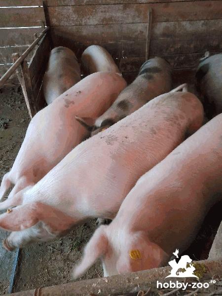 Porci mari crescuti bio