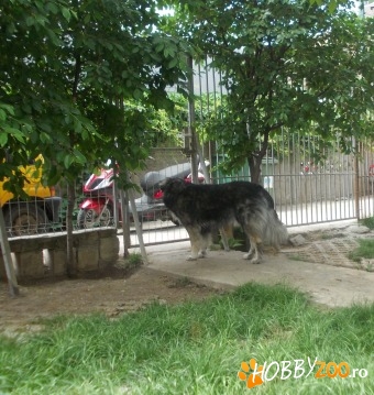 Ciobanesc Romanesc Carpatin