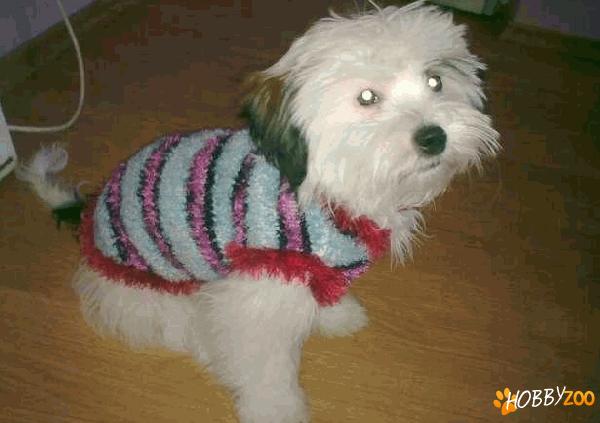 Tricotez hainute pentru catei