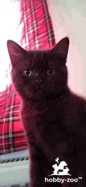  British Shorthair ciocolatiu
