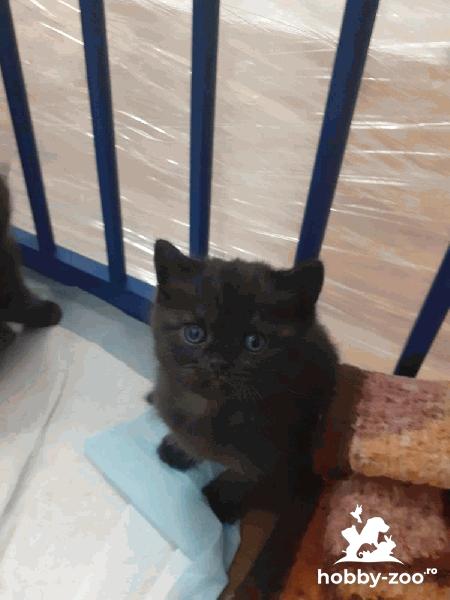 Puiuți British Shorthair