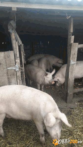 Porci de vanzare la pret bun