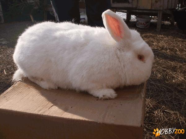 Iepuri neozeelandezi albi de vanzare