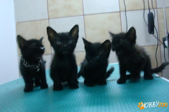 Gasiti intr-o cutie de carton