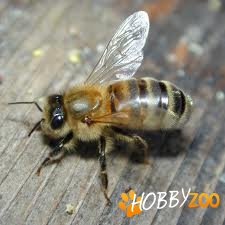 Albine cu tot cu lazi