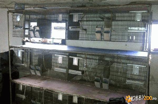 vand 3 custi chinchile