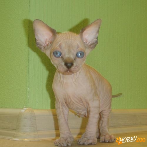 Pisicuta Sphynx fara par