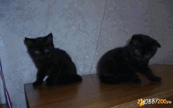 British Shorthair negru