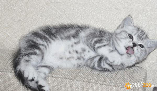 British Shorthair Silver Tabby