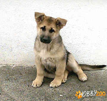 Cumpar caine ciobanesc german