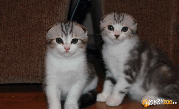 Scottish fold Whiskas