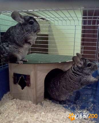 pereche chinchilla cu accesorii