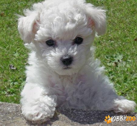 caut pui de bichon mascul