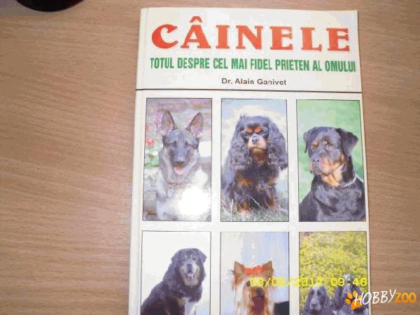 cainele cel mai fidel prieten