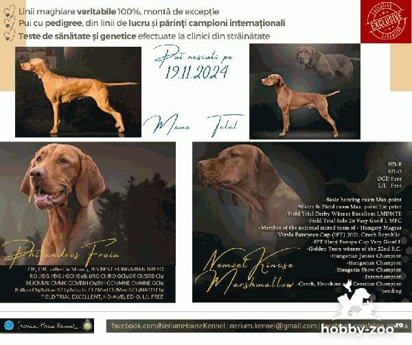 Pui Vizsla maghiara, rasa pura, linii genetice unice