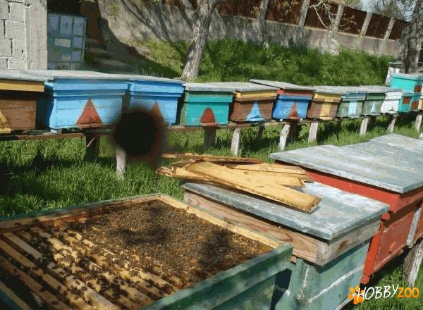 familii de albine in lazi noi 