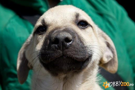 Dax - pentru adoptie./ for adoption