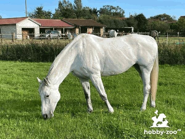 British warm blood for sale