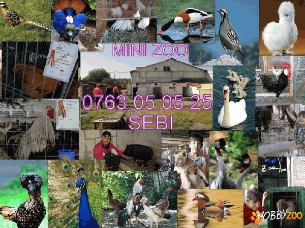 vand  ferma activ cu vad format !