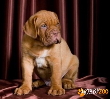 mascul dog de bordeaux