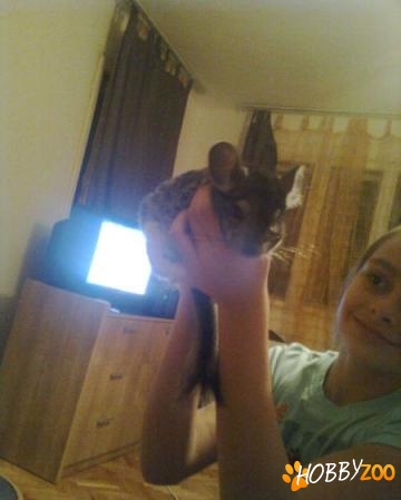 pui chinchilla crescuti in casa