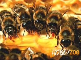 familii cu albine puternice
