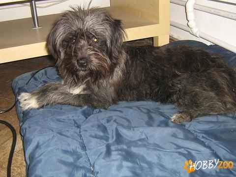 Caniche metis mascul gri montă