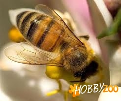 lazi stupi confectionate 