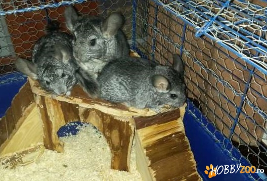 chinchilli de culoare gri