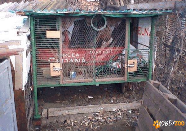 vand cusca cu boxe din fier