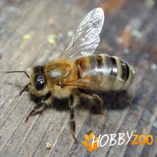 stupi cu familii de albine