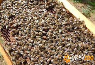 albine tratamente la zi