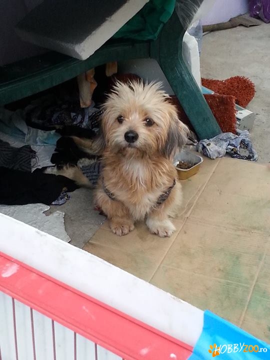 Pufy - bichonul pentru adoptie
