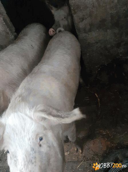 Vand porci crescuti natural!