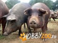 Porci Mangalita exemplare imense