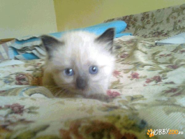 Vand Pisicuta Ragdoll (femela)