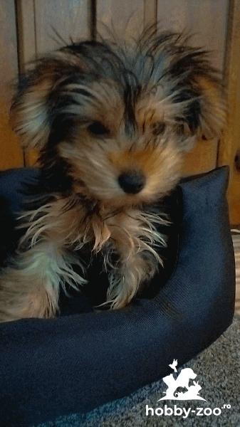 Yourkshier terrier foarte jucăuș și adorabil