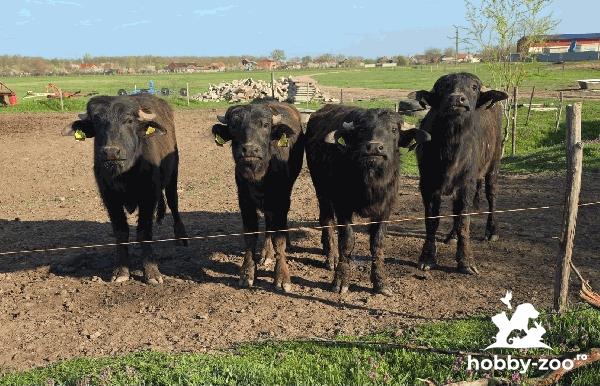 4 Bivoli tineri de vanzare